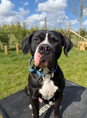 Dog after completing a personalised training programme with Rogue Canine.