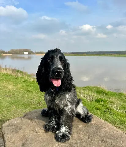 Spaniel puppy 121 training in warringtin