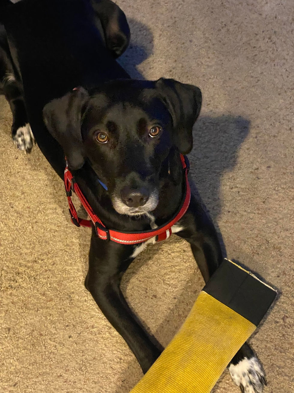 Thumbnail: Large Squeaky Toy