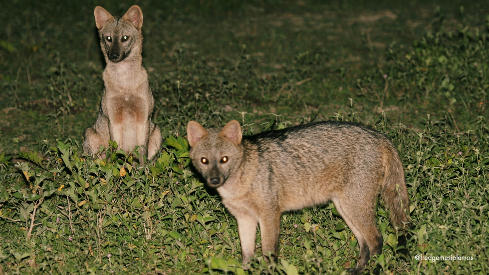 Cachorros-do-mato (Cerdocyon thous).