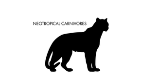 NEOTROPICAL CARNIVORES: a data set on carnivore distribution in the Neotropics
