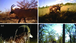 Density and abundance estimation of unmarked ungulates using camera traps in the Mudumu National Park, Namibia