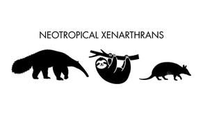 NEOTROPICAL XENARTHRANS: a data set of occurrence of xenarthran species in the Neotropics