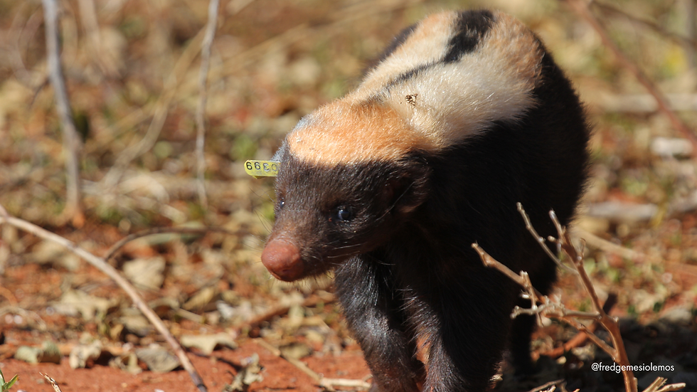 Foto: @fredgemesiolemos