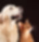 Dog and Cat staring up at something