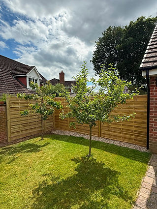 Two small fruit trees planted in a green lawn in front of a modern, light-coloured horizontal slatted timber fence in a residential garden