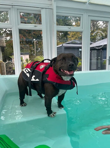 Black dog on the steps of a pool