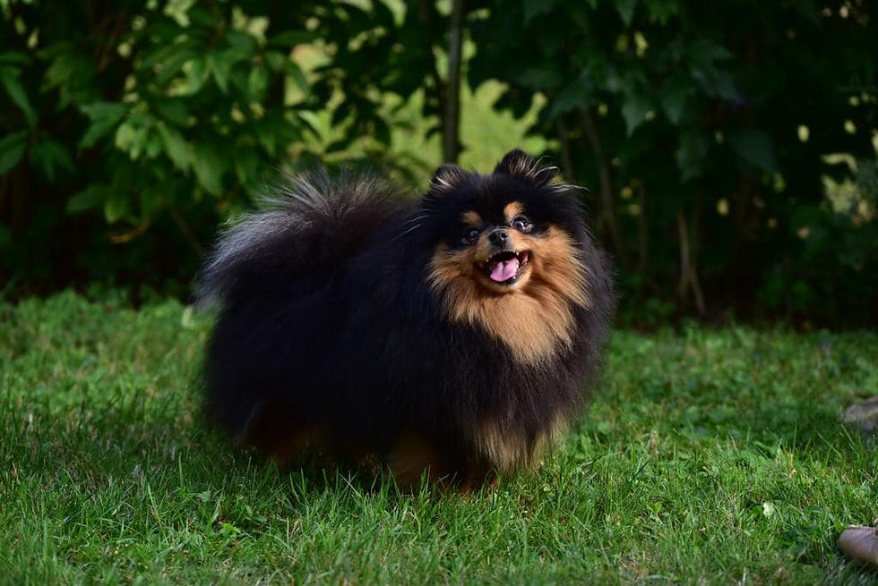bailey 2.jpg
