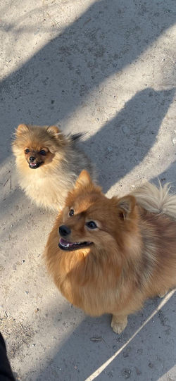 Daya und ihr Hundekumpel Meilo.jpg