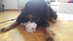 14595686_10154507055797978_1333364185373