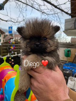 Diego.jpg