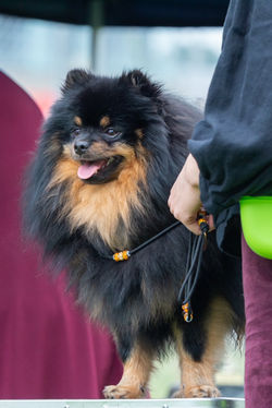 Benji von der verrückten Rasselbande