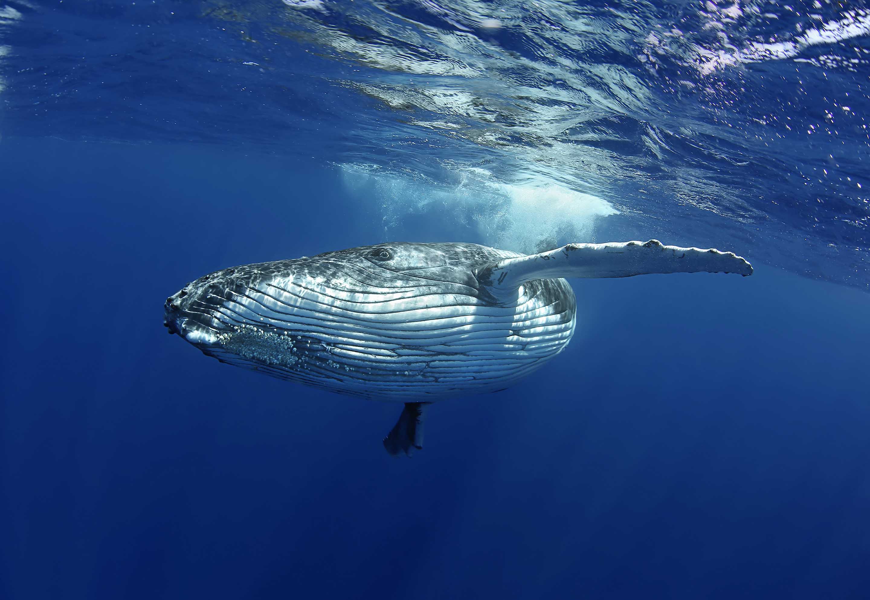 Whale Swim Tonga 2019 Sold Out