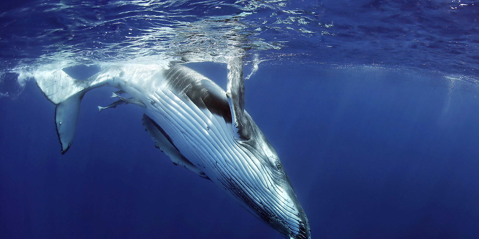 25th Sept - 3rd Oct 2020 Whale Swim Tonga (SOLD OUT)