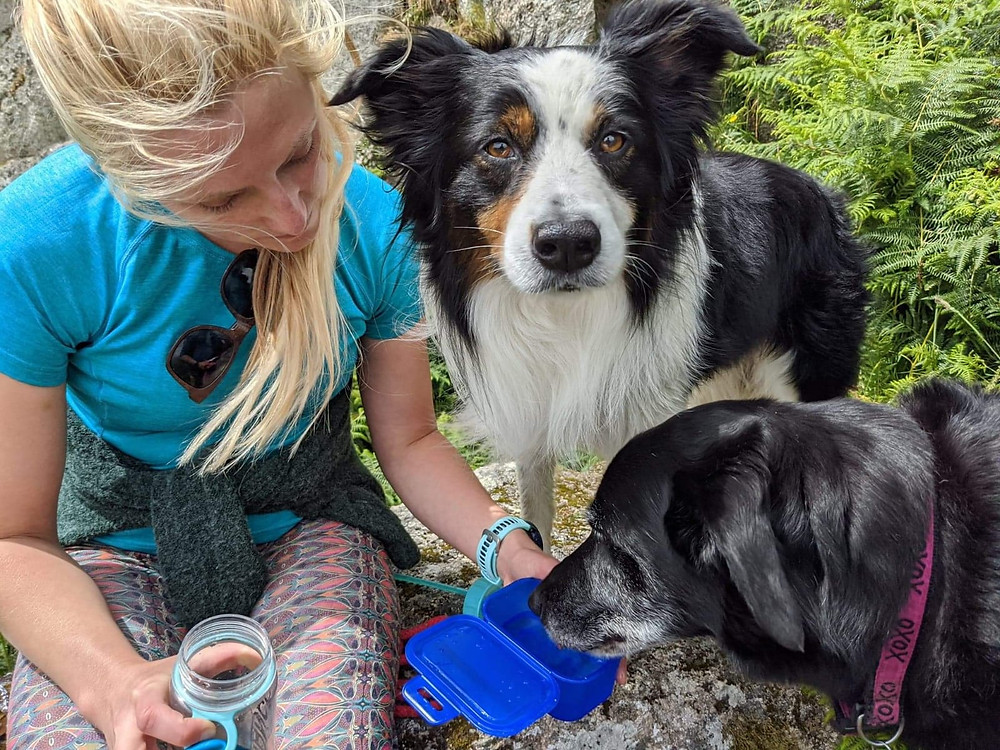 Border Collie & Black Labrador