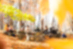 LRPhotosDWSfall2024-3.jpg