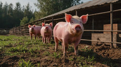 Leonardo_Kino_XL_pink_pigs_on_farm_1