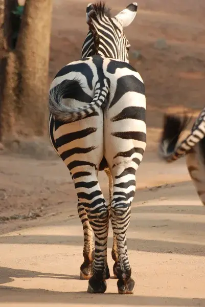A zebra with black and white stripes walks away on a dusty path. Another zebra's body is partially visible on the right. Dry, earthy background.