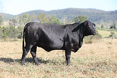Yabba-Do Joy 535J9 (AI)(ET) Brangus Cow owned by Kraken Brangus