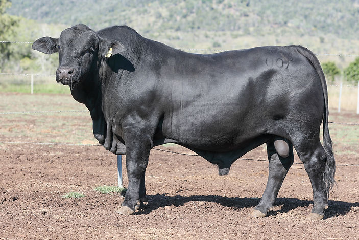 Lot_177_Kraken_Soot_Brangus Bull