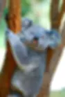 koala.webp