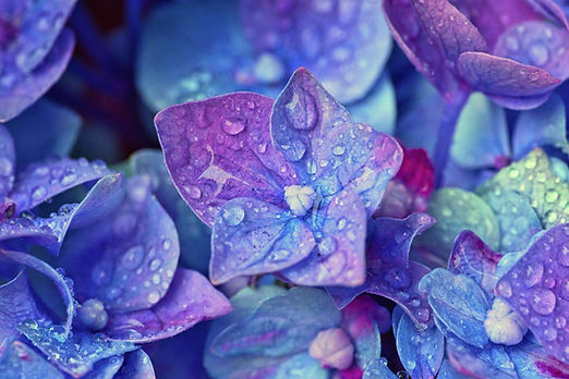 大野百合子セラピー