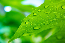 leaf-5402482_1920.jpg