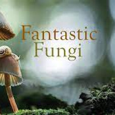 Fantastic Fungi