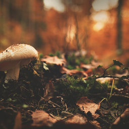 10 Benefits of Psilocybin
