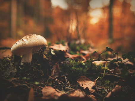 10 Benefits of Psilocybin