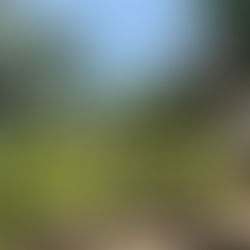 What to Expect from a Psilocybin Retreat: Preparation, Experience, and Integration