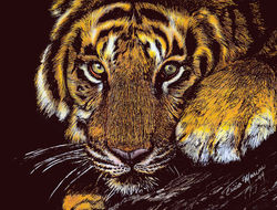 Resting Bengal