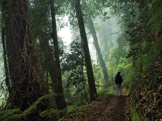Bosque-de-Futangue-1.jpg