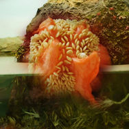 GLORIA MATARAZZO. The Capsule. 