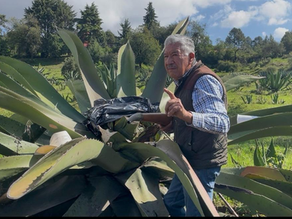 Una tradición milenaria el consumo de pulque y aguamiel