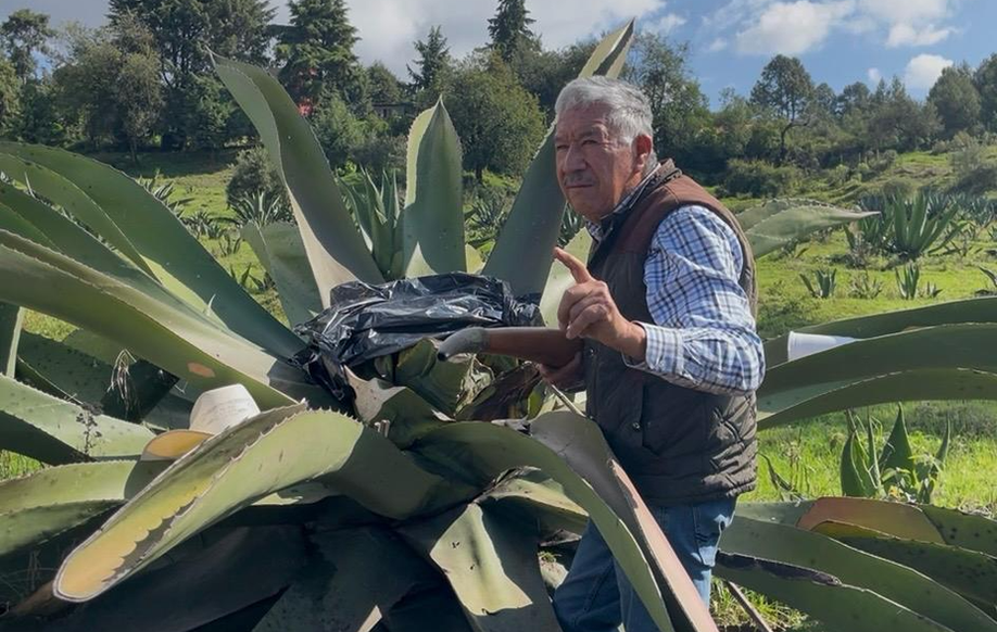 Una tradición milenaria el consumo de pulque y aguamiel