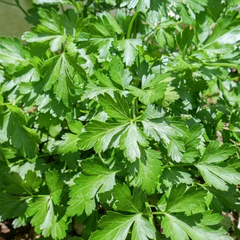 Patrunjel cu frunze late si aroma intensa