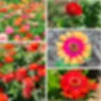 5 soiuri de seminte tradiționale bio de cârciumărese