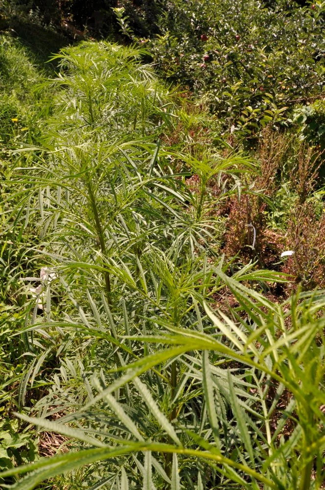 Miniatură: seminte gălbenele | galbenele nematocide | protectie naturala legume de gradină | nematocid natural | tratament viermi