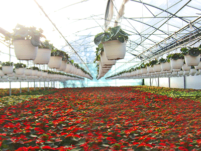 Sere,solarii,tunnel,greenhouses,invernaderos,serre,irigatii,sere+hobby,4.gif