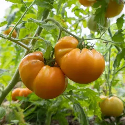Fructe mari și cărnoase de tomate Azoychka Russian în grădină