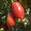 Miniatură: Seminte TOMATE roșii ROPRECO PASTE