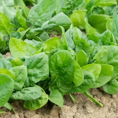 Spanac bio cultivat în grădină și seră hobby