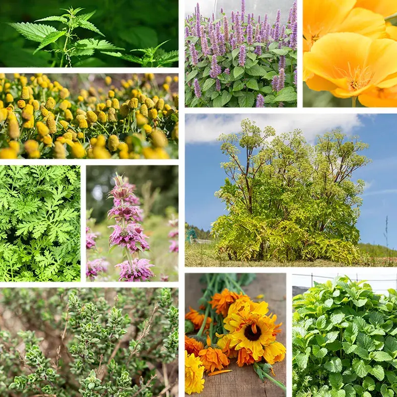 selectie de 10 plicuri de seminte de plante medicinale :Thym (Cimbru) ,Artemisia ,Cresson ,mac,roinita,agastache, urzica ,