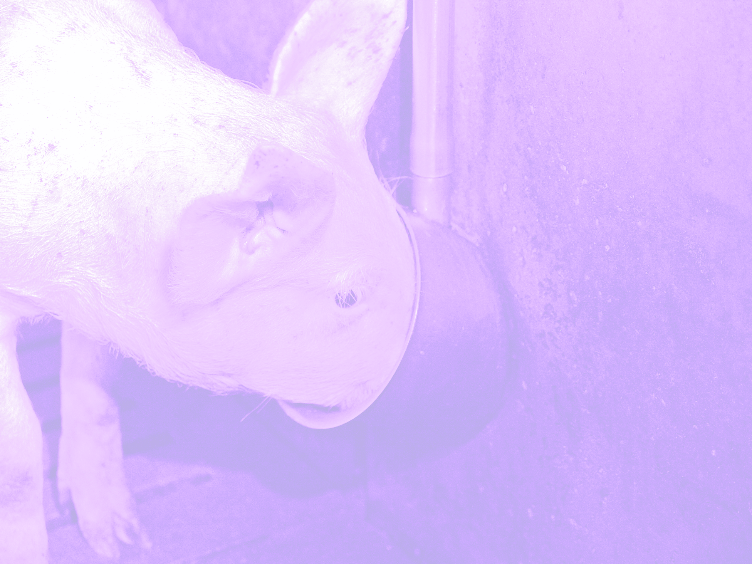 porci,adaposturi porci,adapatoare tip bol pentru porci,adapatoare tip bol cu nivel constant,adapatoare scroafe,adapatoare scrofite,adapatoare purcei,suzete purcei,suzete scrofite,adapatoare cu nivel constant porci,adapatoare fonta,protectie cadavre,sisteme