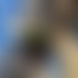 The Mucky Duck (Harrogate 2024)