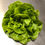 Thumbnail: Living Lettuce Heads