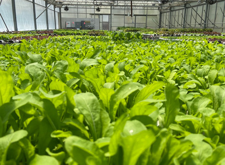 Lettuce Chat 10/04/2020, Arugula