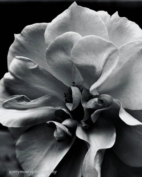 Black and White Rose