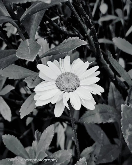 Black and White Daisy